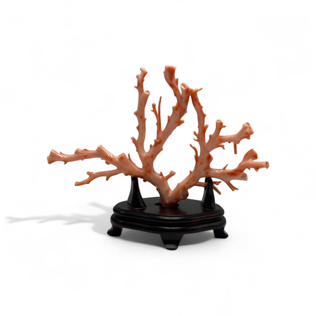 Original pink coral branch with ebony wood base