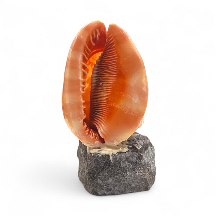 Conchiglia Ornamentale Maternità Incisa a Mano