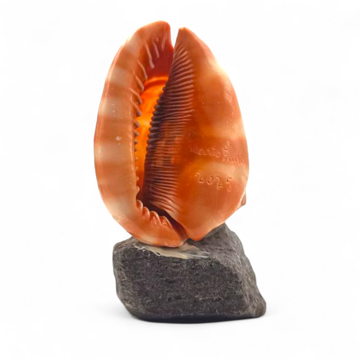 Conchiglia Ornamentale Sirena Partenope Incisa a Mano
