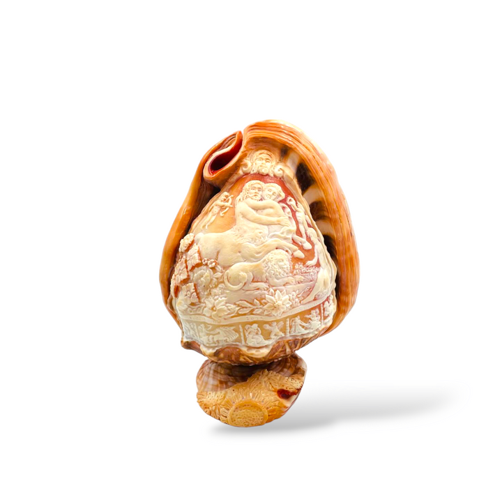 Conchiglia ornamentale incisa su cammeo