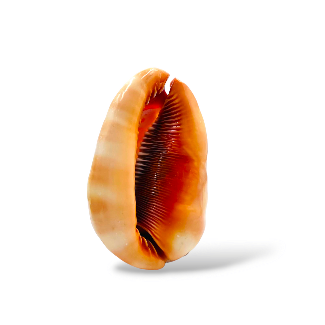Conchiglia ornamentale incisa su cammeo