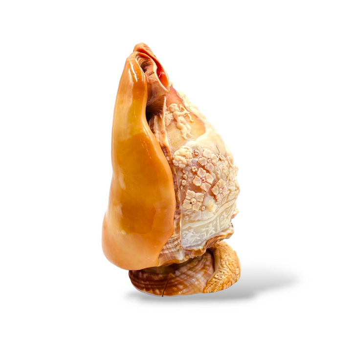 Conchiglia ornamentale incisa su cammeo