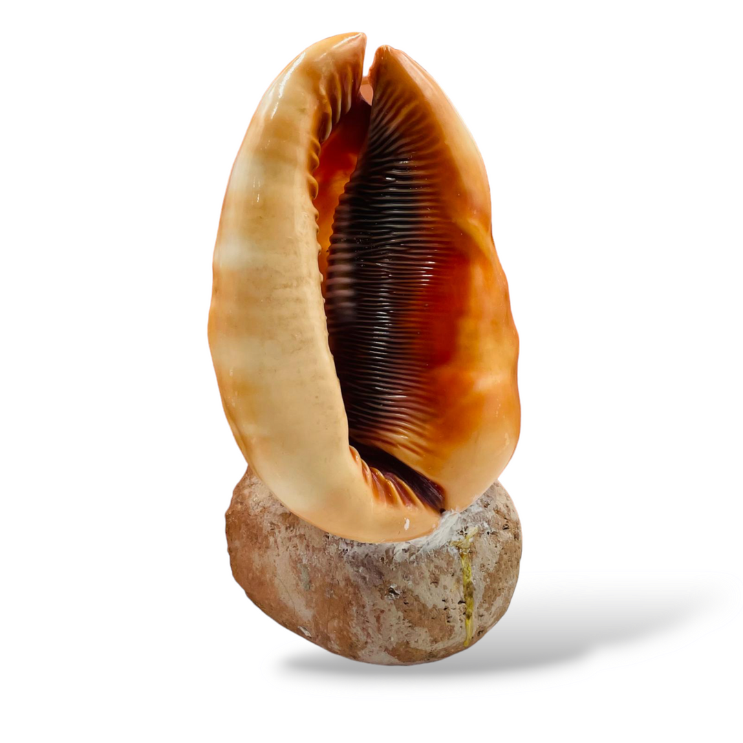 Conchiglia ornamentale incisa su cammeo