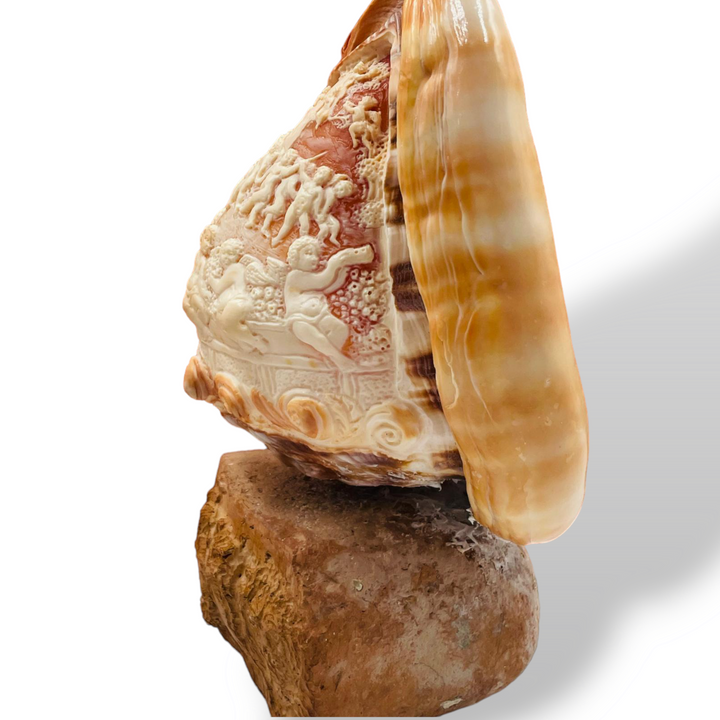 Conchiglia ornamentale incisa su cammeo