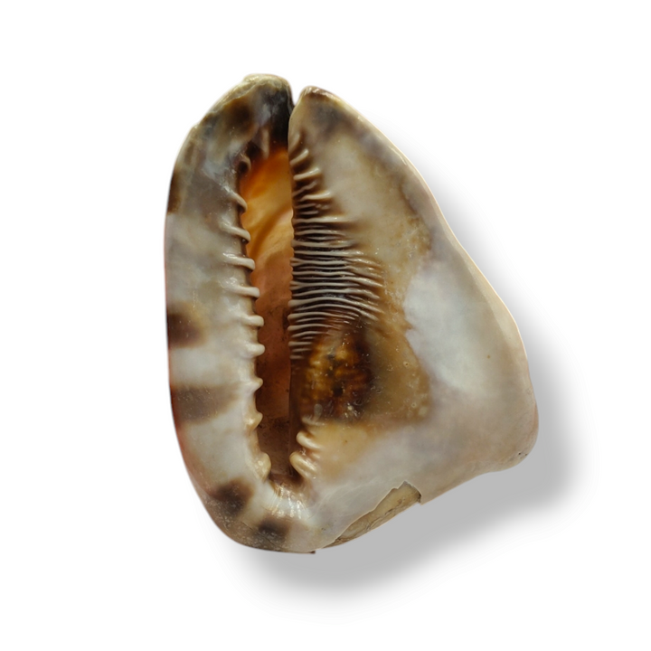 Ornamental shell "Holy family" engraved on shell